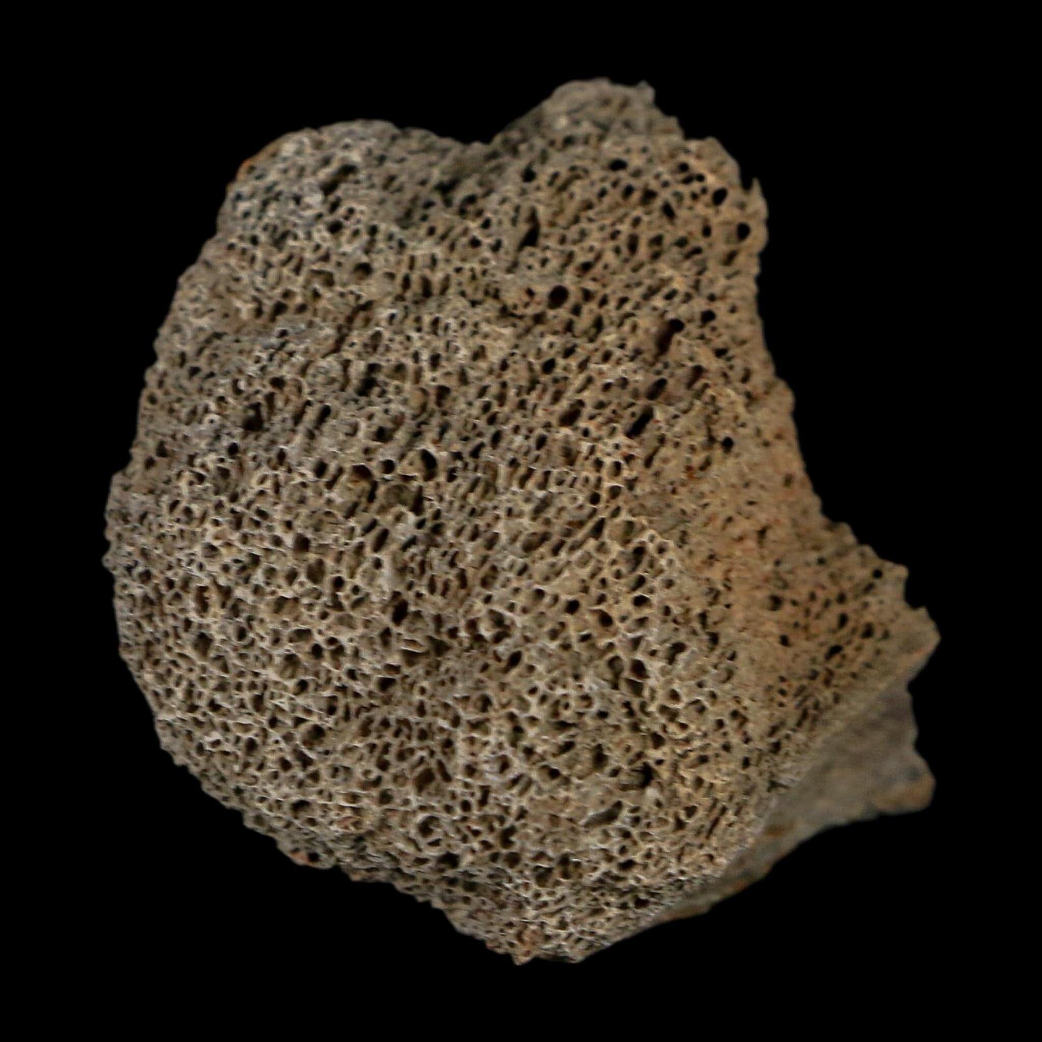 2" Triceratops Fossil Frill With Blood Grooves Lance Creek FM Cretaceous Dinosaur WY - Fossil Age Minerals