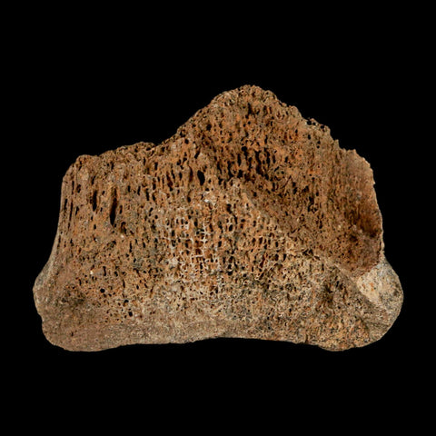 2.2" Corythosaurus Fossil Vertebrae Bone Section Judith River Cretaceous Dinosaur COA - Fossil Age Minerals