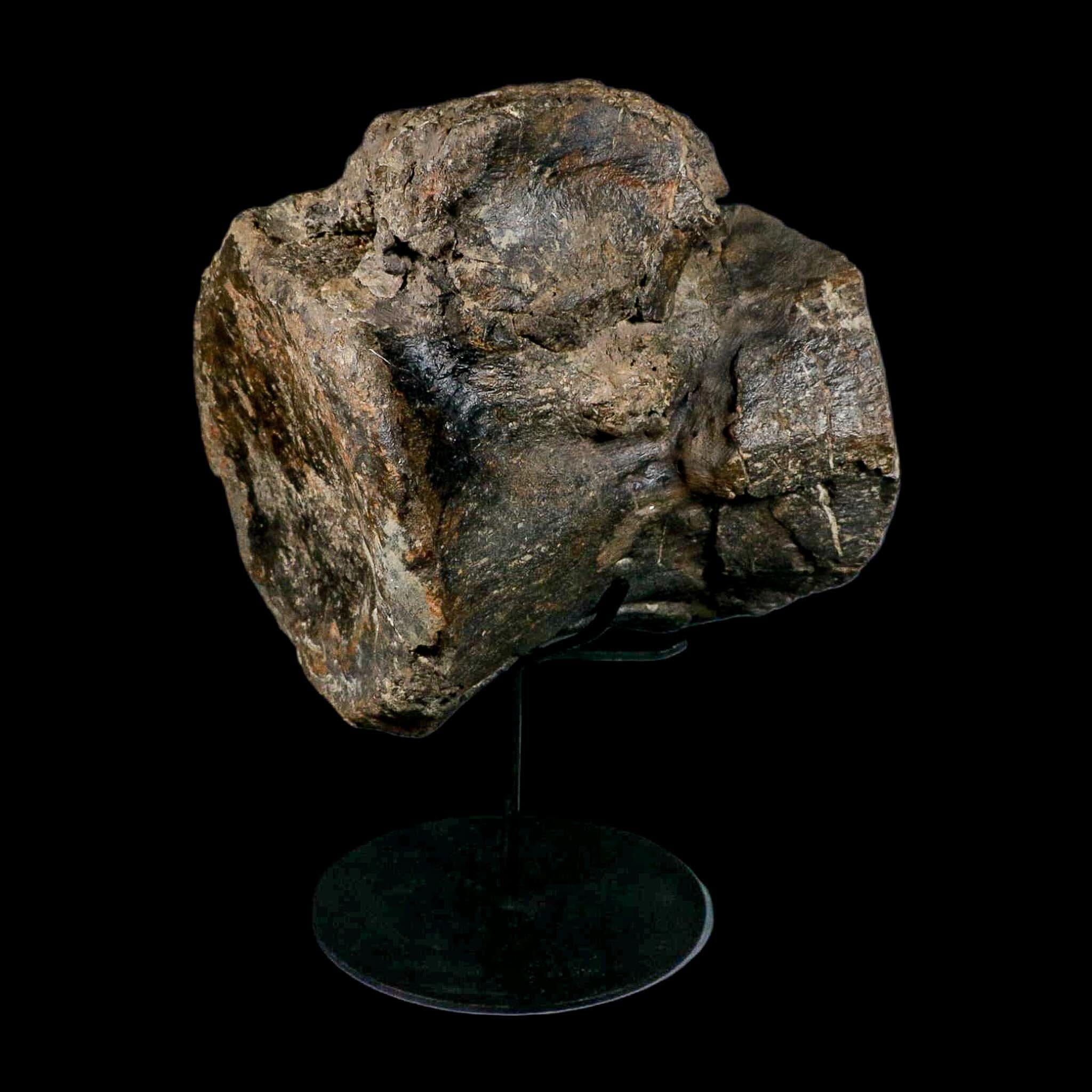 XL 9" Camarasaurus Dinosaur Fossil Vertebrae Morrison FM CO Jurassic Age COA Stand - Fossil Age Minerals