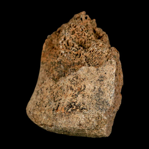 2.2" Corythosaurus Fossil Vertebrae Bone Section Judith River Cretaceous Dinosaur COA - Fossil Age Minerals