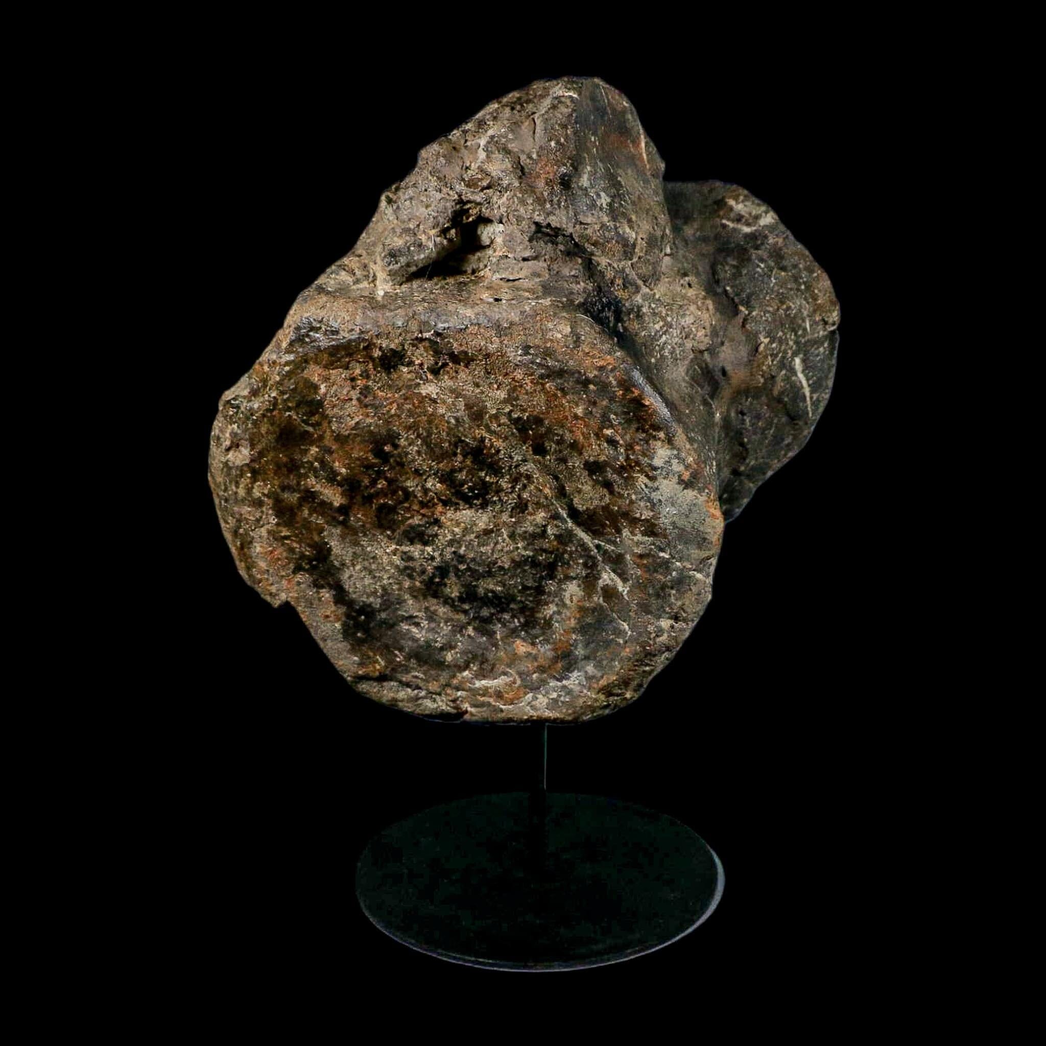XL 9" Camarasaurus Dinosaur Fossil Vertebrae Morrison FM CO Jurassic Age COA Stand - Fossil Age Minerals