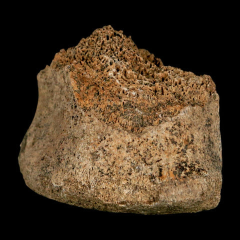 2.2" Corythosaurus Fossil Vertebrae Bone Section Judith River Cretaceous Dinosaur COA - Fossil Age Minerals