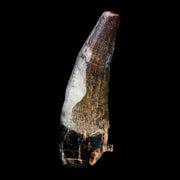 1.6" Suchomimus Fossil Tooth Cretaceous Spinosaurid Dinosaur Elraz FM Niger COA