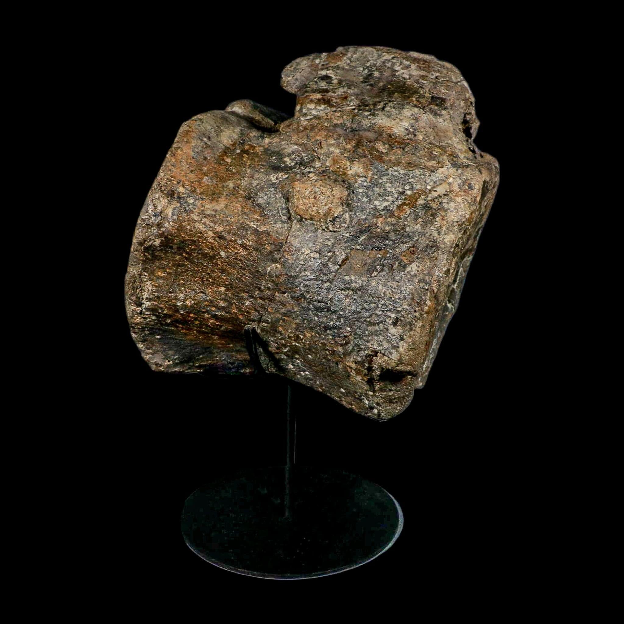 XL 9" Camarasaurus Dinosaur Fossil Vertebrae Morrison FM CO Jurassic Age COA Stand - Fossil Age Minerals