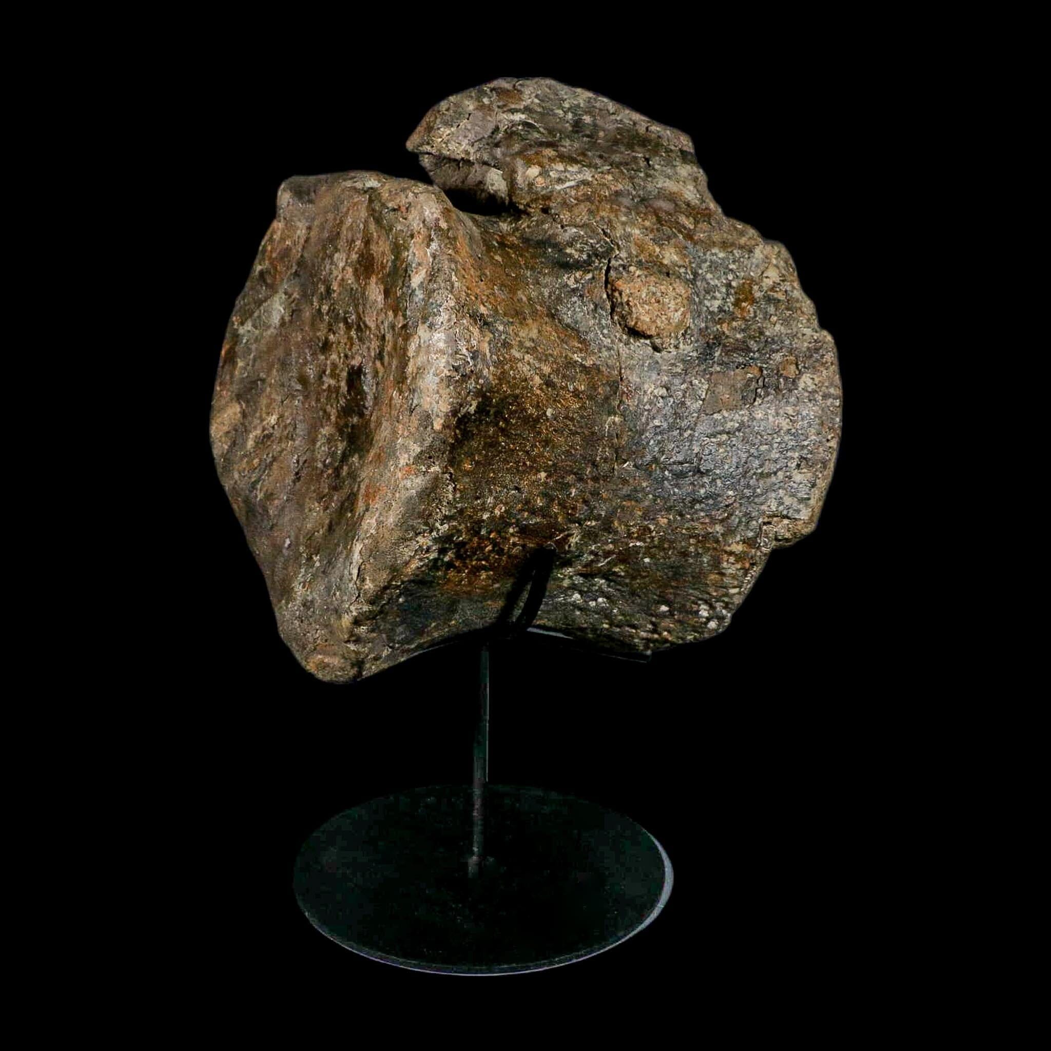 XL 9" Camarasaurus Dinosaur Fossil Vertebrae Morrison FM CO Jurassic Age COA Stand - Fossil Age Minerals