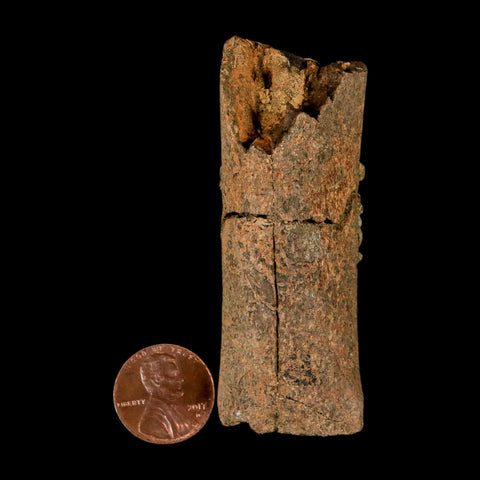 2.8" Corythosaurus Fossil Limb Section Bone Judith River Cretaceous Dinosaur COA - Fossil Age Minerals