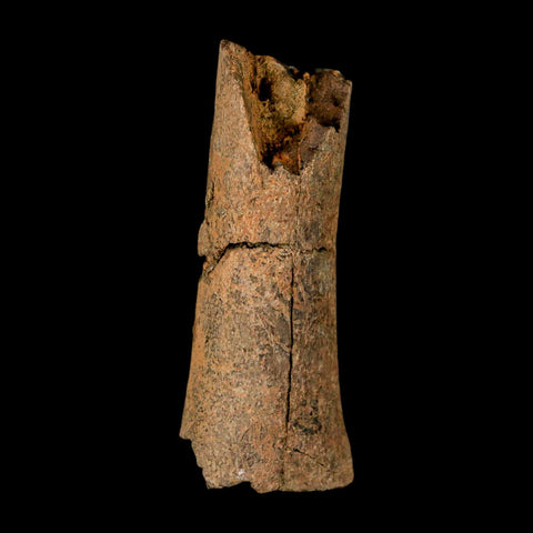 2.8" Corythosaurus Fossil Limb Section Bone Judith River Cretaceous Dinosaur COA - Fossil Age Minerals