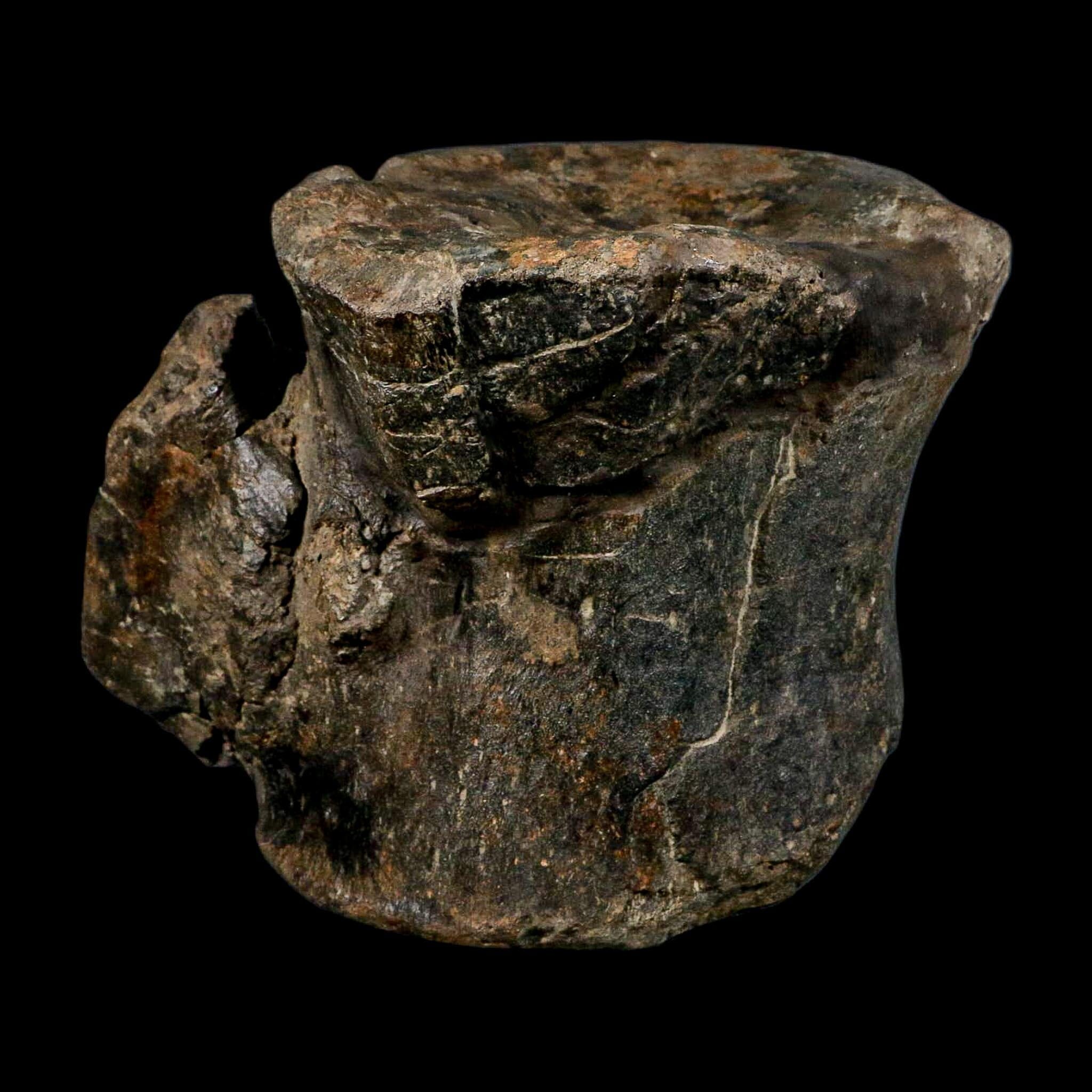 XL 9" Camarasaurus Dinosaur Fossil Vertebrae Morrison FM CO Jurassic Age COA Stand - Fossil Age Minerals