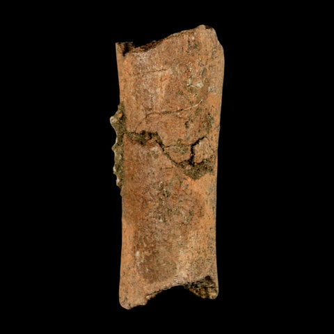 2.8" Corythosaurus Fossil Limb Section Bone Judith River Cretaceous Dinosaur COA - Fossil Age Minerals