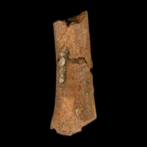 2.8" Corythosaurus Fossil Limb Section Bone Judith River Cretaceous Dinosaur COA - Fossil Age Minerals