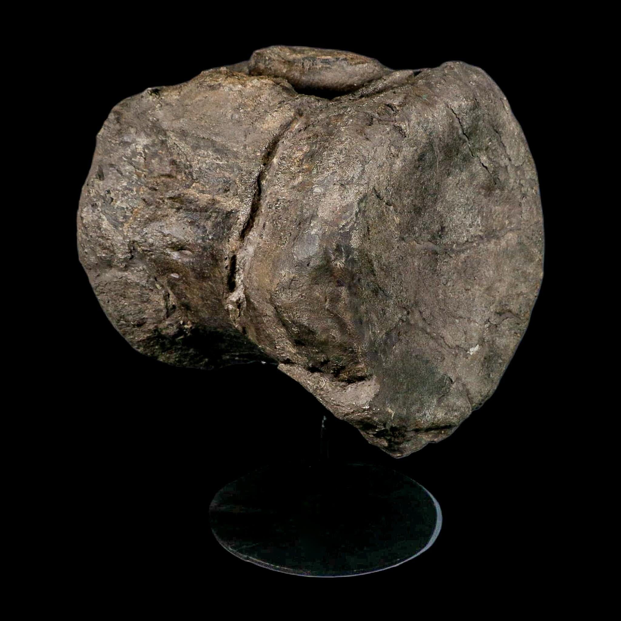 XL 9" Camarasaurus Dinosaur Fossil Vertebrae Morrison FM CO Jurassic Age COA Stand - Fossil Age Minerals