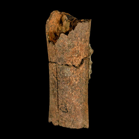 2.8" Corythosaurus Fossil Limb Section Bone Judith River Cretaceous Dinosaur COA - Fossil Age Minerals