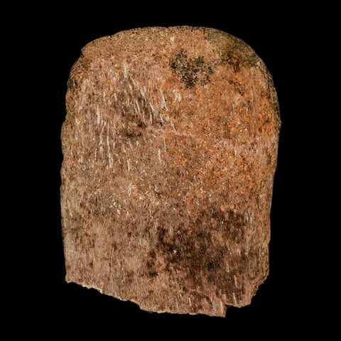 2.7" Corythosaurus Fossil Vertebrae Process Bone Judith River Cretaceous Dinosaur COA - Fossil Age Minerals