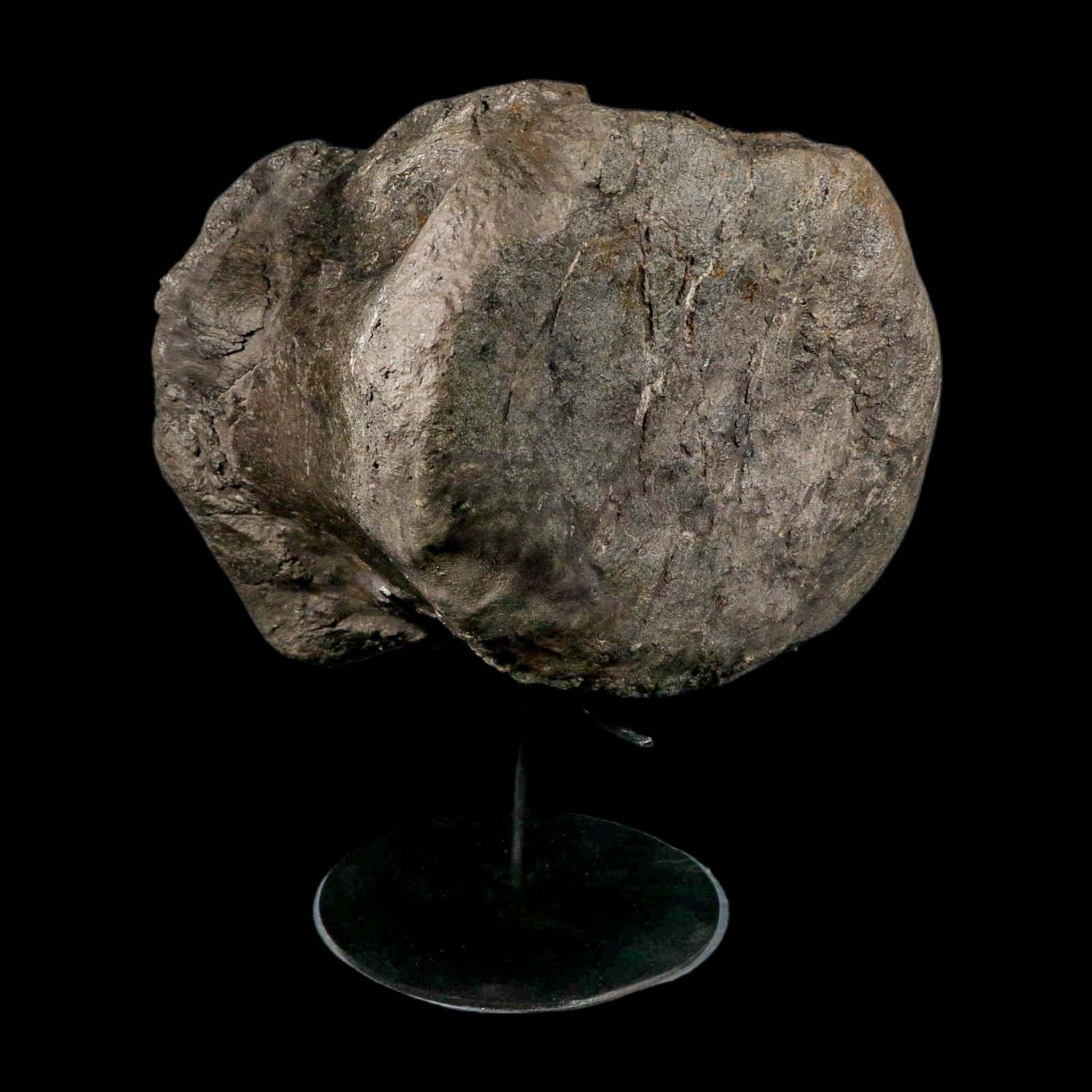 XL 9" Camarasaurus Dinosaur Fossil Vertebrae Morrison FM CO Jurassic Age COA Stand - Fossil Age Minerals