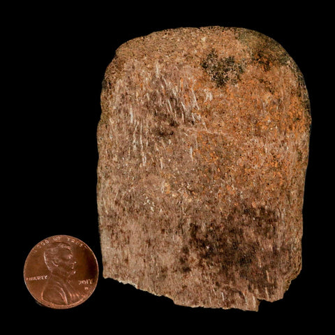 2.7" Corythosaurus Fossil Vertebrae Process Bone Judith River Cretaceous Dinosaur COA - Fossil Age Minerals