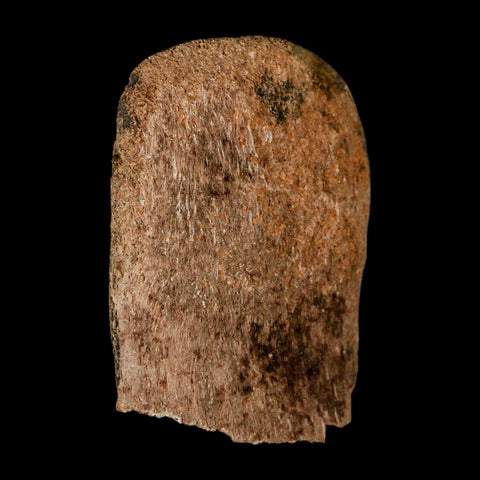 2.7" Corythosaurus Fossil Vertebrae Process Bone Judith River Cretaceous Dinosaur COA - Fossil Age Minerals