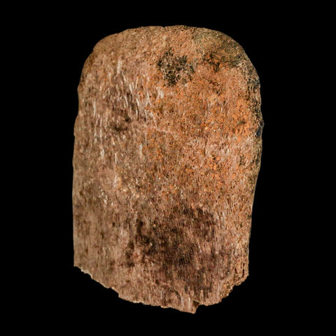 2.7" Corythosaurus Fossil Vertebrae Process Bone Judith River Cretaceous Dinosaur COA - Fossil Age Minerals