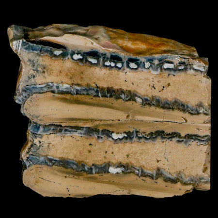 1.9" Mammoth Tooth Cross Section In Riker Display Pleistocene Age Hawthorne FM