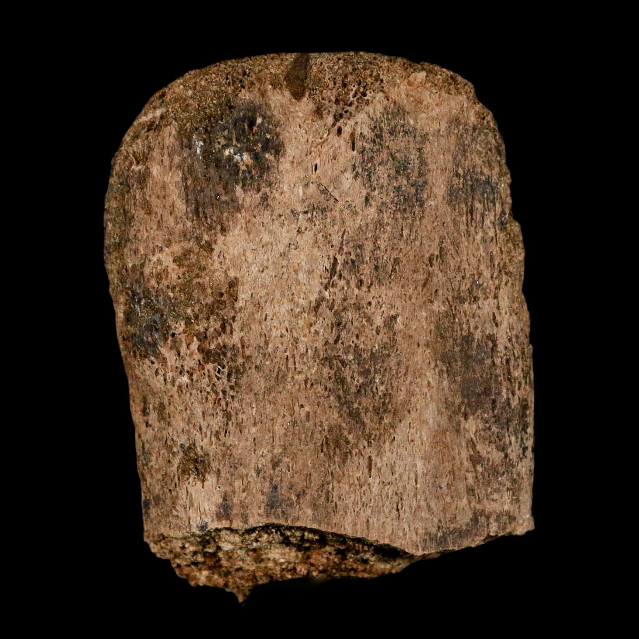 2.7" Corythosaurus Fossil Vertebrae Process Bone Judith River Cretaceous Dinosaur COA - Fossil Age Minerals