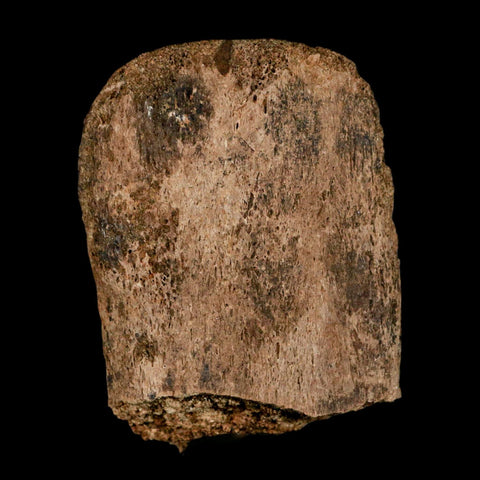 2.7" Corythosaurus Fossil Vertebrae Process Bone Judith River Cretaceous Dinosaur COA - Fossil Age Minerals