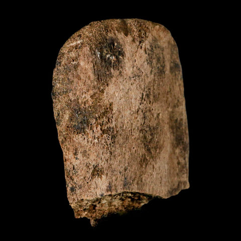 2.7" Corythosaurus Fossil Vertebrae Process Bone Judith River Cretaceous Dinosaur COA - Fossil Age Minerals