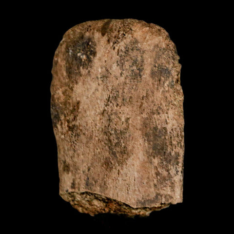 2.7" Corythosaurus Fossil Vertebrae Process Bone Judith River Cretaceous Dinosaur COA - Fossil Age Minerals