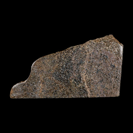 5.8" Fossil Dinosaur Gem Bone Cut Polished Slab Agatized Dinosaur Bone Morocco