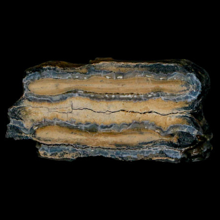 2" Mammoth Tooth Cross Section In Riker Display Pleistocene Age Hawthorne FM