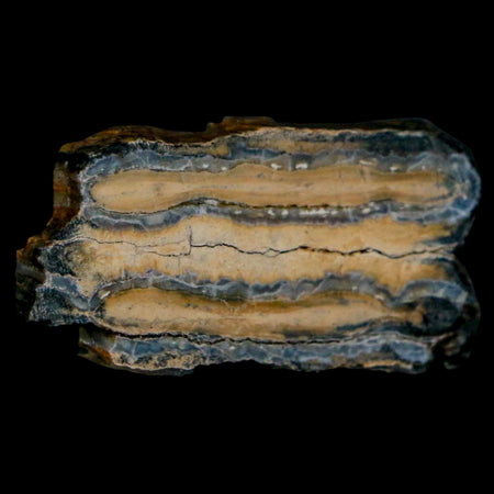 2" Mammoth Tooth Cross Section In Riker Display Pleistocene Age Hawthorne FM