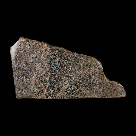 5.8" Fossil Dinosaur Gem Bone Cut Polished Slab Agatized Dinosaur Bone Morocco