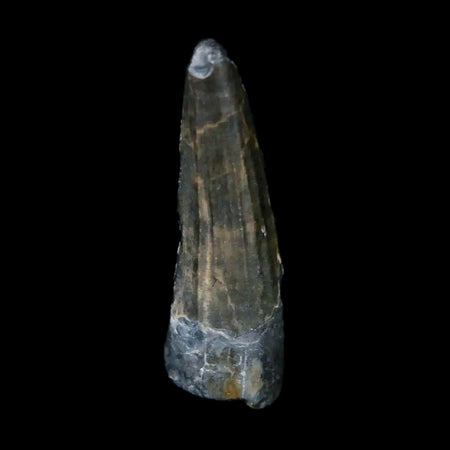 0.8" Suchomimus Fossil Tooth Cretaceous Spinosaurid Dinosaur Elraz FM Niger COA