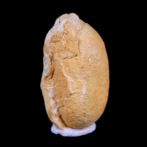 0.6 Snake Egg Fossil Ophiodienovum Sp Eocene Age Bouxwiller in Alsace, France Display - Fossil Age Minerals