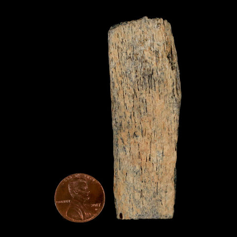 2.9" Corythosaurus Fossil Rib Section Bone Judith River Cretaceous Dinosaur COA - Fossil Age Minerals