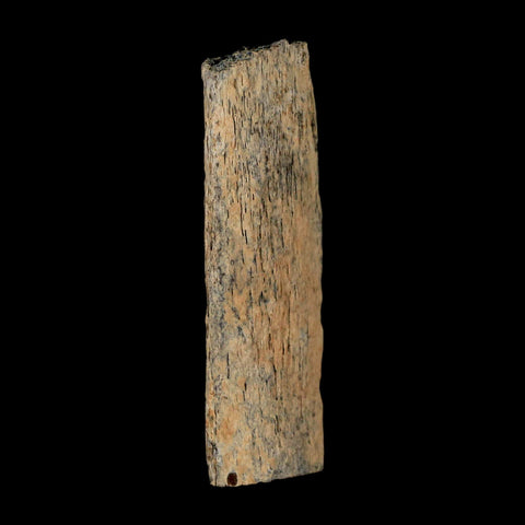 2.9" Corythosaurus Fossil Rib Section Bone Judith River Cretaceous Dinosaur COA - Fossil Age Minerals