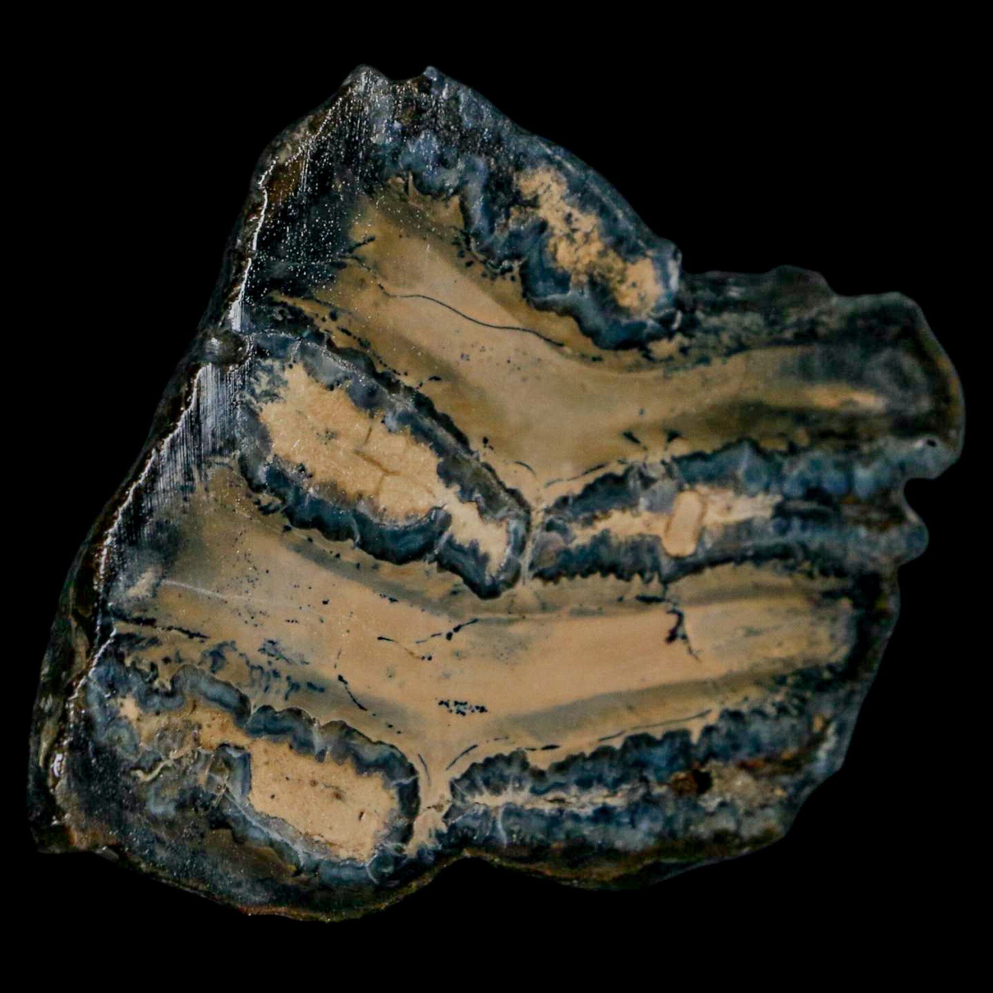 2.1" Mammoth Tooth Cross Section In Riker Display Pleistocene Age Hawthorne FM - Fossil Age Minerals