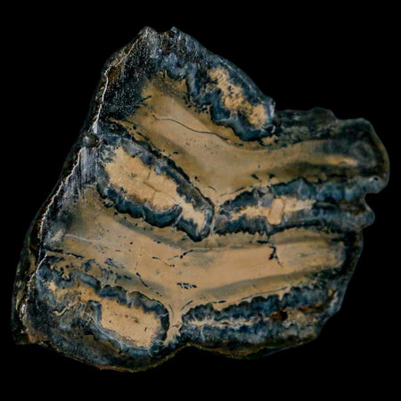 2.1" Mammoth Tooth Cross Section In Riker Display Pleistocene Age Hawthorne FM