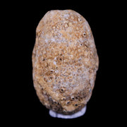 0.6 Snake Egg Fossil Ophiodienovum Sp Eocene Age Bouxwiller in Alsace, France Display