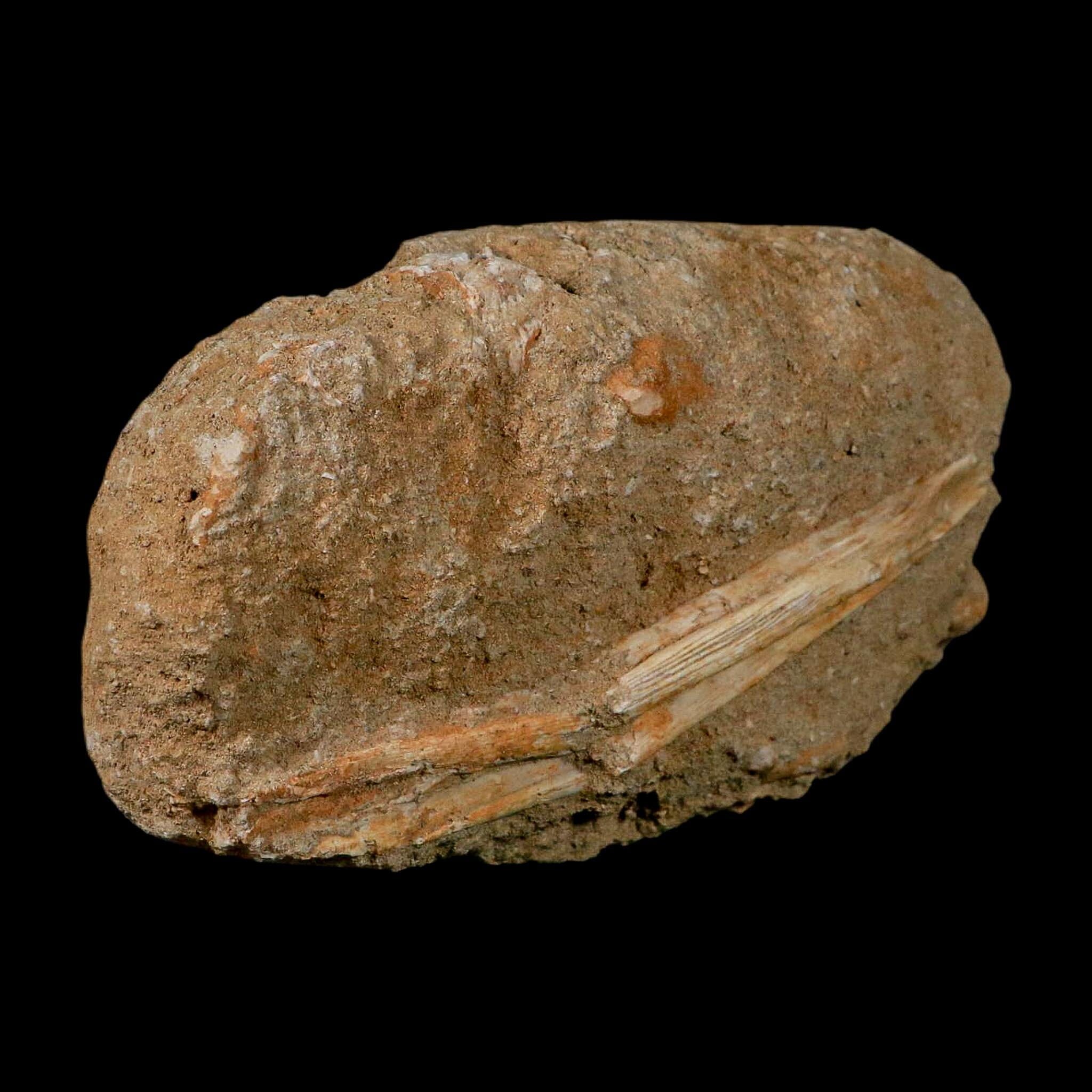 5.4" Saber Toothed Herring Fossil Jaw Section Enchodus Libycus Cretaceous Age COA - Fossil Age Minerals