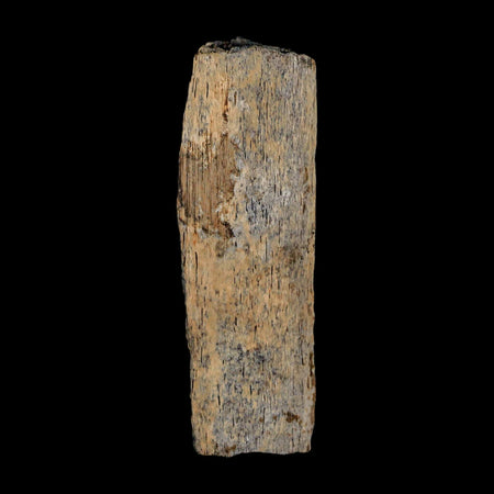 2.9" Corythosaurus Fossil Rib Section Bone  Judith River Cretaceous Dinosaur COA