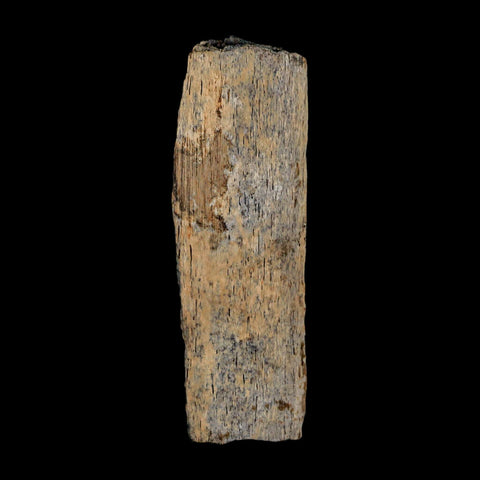 2.9" Corythosaurus Fossil Rib Section Bone Judith River Cretaceous Dinosaur COA - Fossil Age Minerals