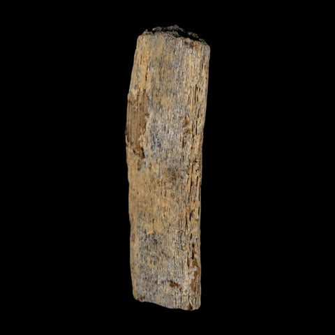 2.9" Corythosaurus Fossil Rib Section Bone Judith River Cretaceous Dinosaur COA - Fossil Age Minerals