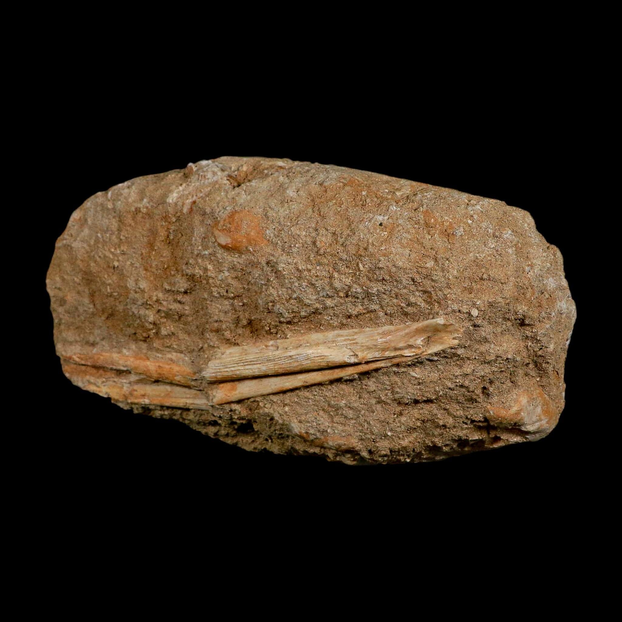 5.4" Saber Toothed Herring Fossil Jaw Section Enchodus Libycus Cretaceous Age COA - Fossil Age Minerals