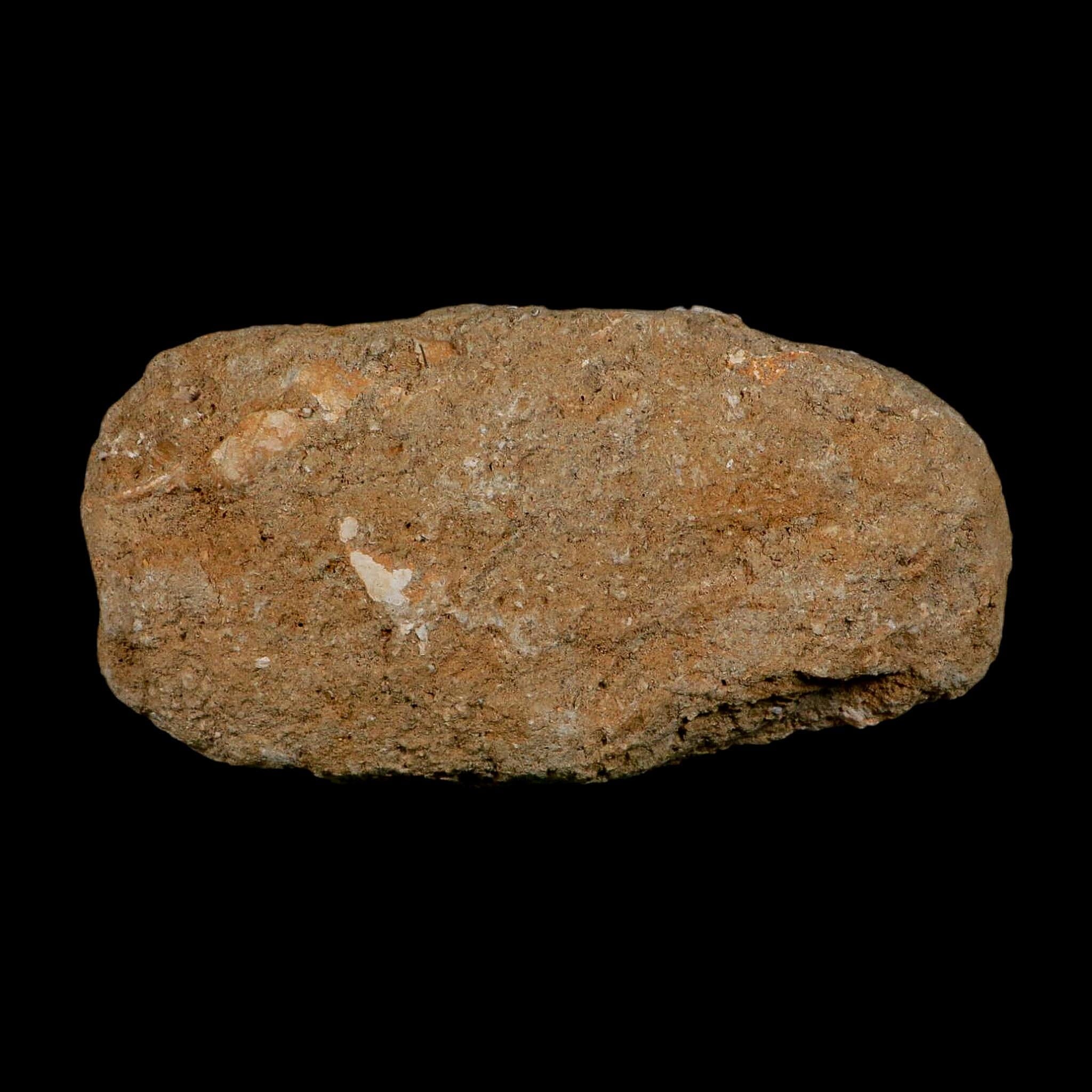 5.4" Saber Toothed Herring Fossil Jaw Section Enchodus Libycus Cretaceous Age COA - Fossil Age Minerals