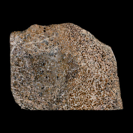 3.3" Fossil Dinosaur Gem Bone Cut Polished Slab Agatized Dinosaur Bone Morocco