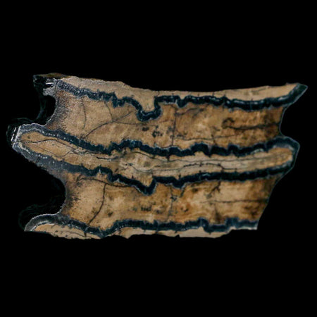 2.8" Mammoth Tooth Cross Section In Riker Display Pleistocene Age Hawthorne FM