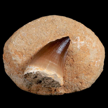 1.9" Mosasaur Prognathodon Fossil Tooth In Matrix Cretaceous Dinosaur Era COA