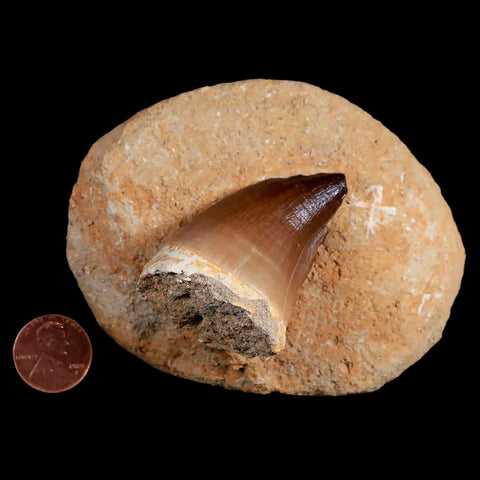 1.9" Mosasaur Prognathodon Fossil Tooth In Matrix Cretaceous Dinosaur Era COA - Fossil Age Minerals