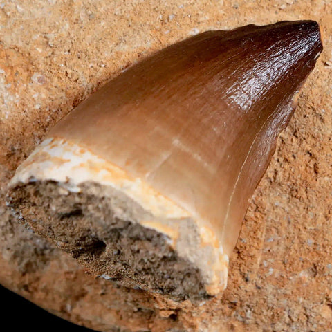1.9" Mosasaur Prognathodon Fossil Tooth In Matrix Cretaceous Dinosaur Era COA - Fossil Age Minerals