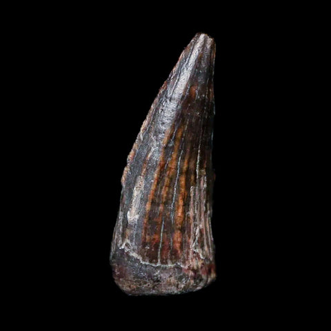 0.6" Suchomimus Fossil Tooth Cretaceous Spinosaurid Dinosaur Elraz FM Niger COA - Fossil Age Minerals