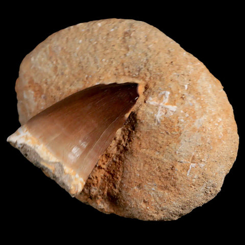 1.9" Mosasaur Prognathodon Fossil Tooth In Matrix Cretaceous Dinosaur Era COA - Fossil Age Minerals